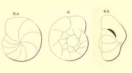 Image de Gyroidina flavescens d'Orbigny ex Fornasini 1906