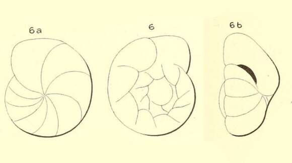 Image de Gyroidina flavescens d'Orbigny ex Fornasini 1906