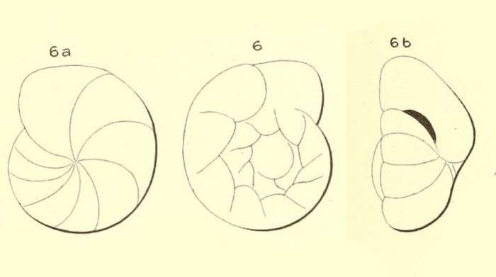 Image of Gyroidina flavescens d'Orbigny ex Fornasini 1906