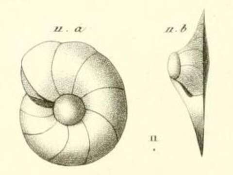 Image of Gyroidina carinata d'Orbigny ex Guérin-Méneville 1832