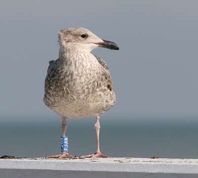 Image of European Herring Gull