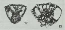 Image of Pseudorotalia schroeteriana (Parker & Jones ex Carpenter 1862)