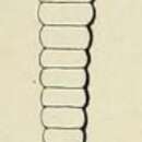 Image of Nodosaria (Nodosaire) orthocera d'Orbigny 1826