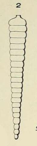 Image of Nodosaria (Nodosaire) orthocera d'Orbigny 1826