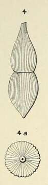 Image of Nodosaria lamarckii d'Orbigny 1852