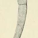 Image of Dentalina striata d'Orbigny 1852