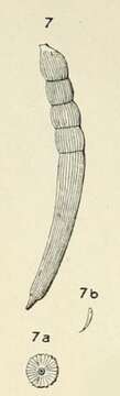 Image de Dentalina striata d'Orbigny 1852