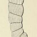 Слика од Marginulina striata d'Orbigny 1852