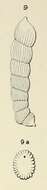 Image of Marginulina striata d'Orbigny 1852