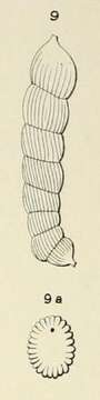 Слика од Marginulina striata d'Orbigny 1852