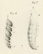 Image of Marginulina raphanus d'Orbigny 1826