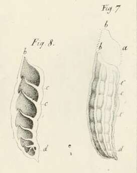 Image of Marginulina raphanus d'Orbigny 1826