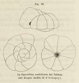 Image of Gyroidina umbilicata d'Orbigny ex Fornasini 1902