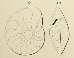Image of Anomalina nautiloides d'Orbigny 1852