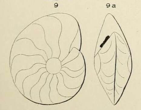 Image of Anomalinidae