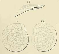 Image de Planulina dubia d'Orbigny ex Guérin-Méneville 1832