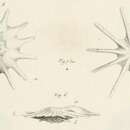 Image of Calcarina defrancei d'Orbigny 1826