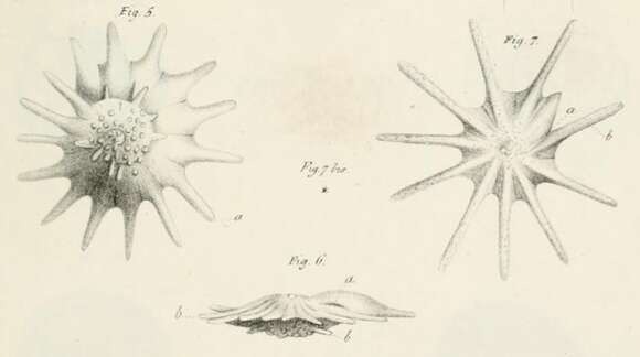 Image of Calcarina defrancei d'Orbigny 1826