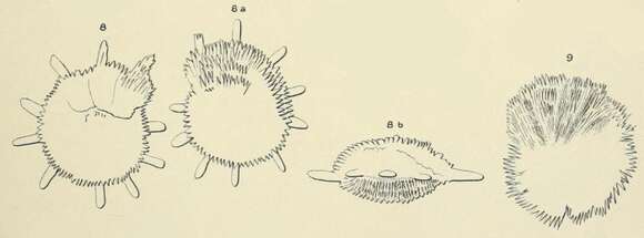 Image of Calcarina quoyi d'Orbigny ex Fornasini 1908