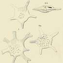 Image of Calcarina gaudichaudii d'Orbigny ex Ehrenberg 1840