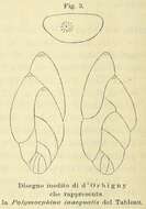 Image of Polymorphina inaequalis d'Orbigny 1852