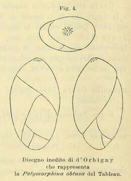 Image of Polymorphina obtusa d'Orbigny 1850