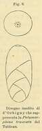 Image of Polymorphina truncata d'Orbigny 1852