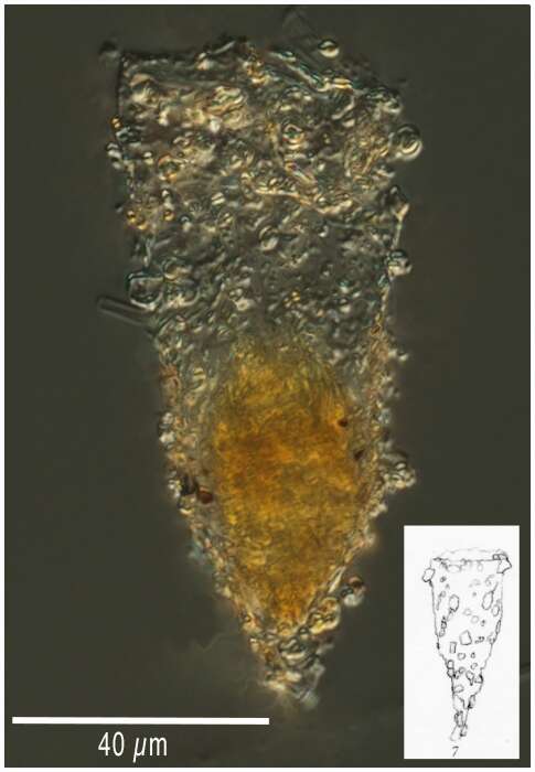 Image of Tintinnopsis fennica Kofoid & Campbell 1929