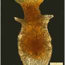 Image of Tintinnopsis sinuata Brandt 1896
