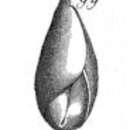 Image of Globulina ovata (d'Orbigny 1826)