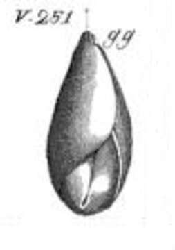 Image of Globulina ovata (d'Orbigny 1826)