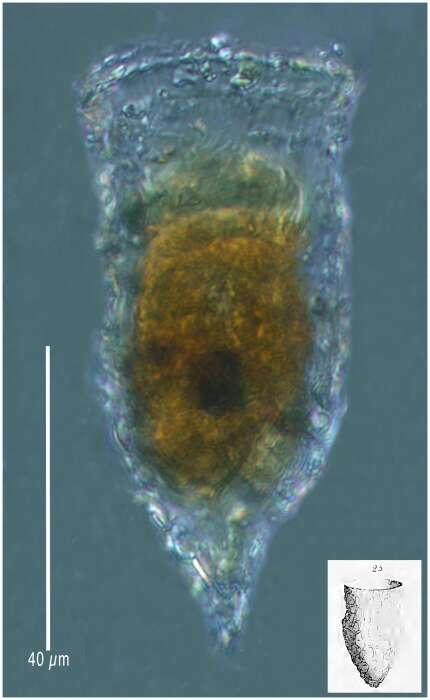 Image of Tintinnopsis vasculum Meunier 1919