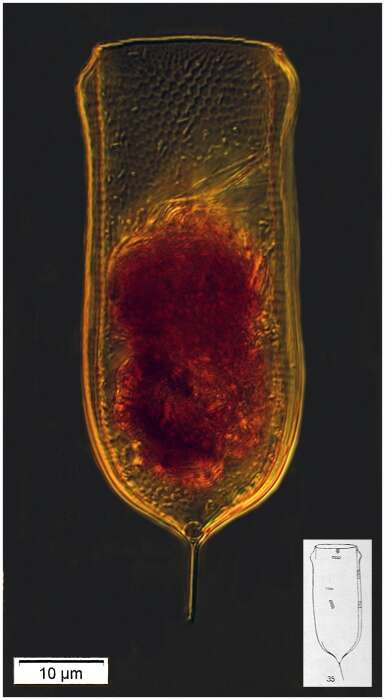 Image of Favella aciculifera Jörgensen 1924