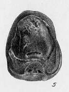 Image of Cushmanella brownii (d'Orbigny 1839)