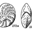 Image of Elphidium discoidale (d'Orbigny 1839)
