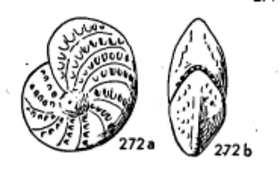 Image of Elphidium discoidale (d'Orbigny 1839)