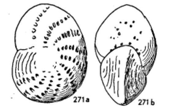 Image of Elphidium lanieri (d'Orbigny 1839)