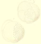 Image of Tretomphalus bulloides (d'Orbigny 1839)