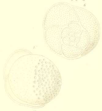 Image of Tretomphalus bulloides (d'Orbigny 1839)