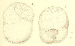 Слика од Tretomphalus bulloides (d'Orbigny 1839)