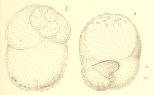 Слика од Tretomphalus bulloides (d'Orbigny 1839)