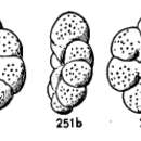 Imagem de Valvulineria candeiana (d'Orbigny 1839)