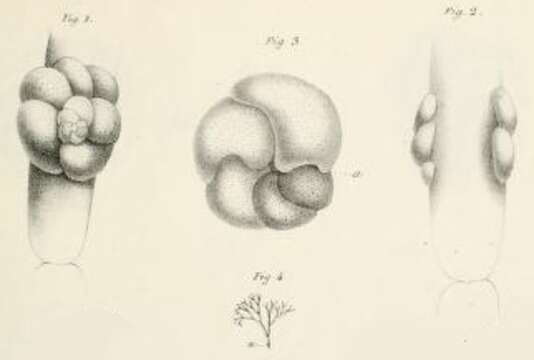 Sivun Rosalina globularis d'Orbigny 1826 kuva