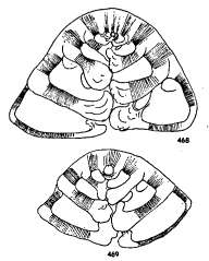 Image of Neoeponides antillarum (d'Orbigny 1839)