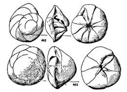 Image of Neoeponides antillarum (d'Orbigny 1839)
