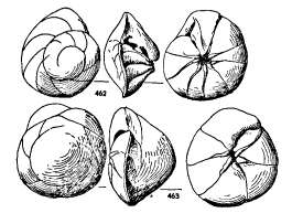 Image of Neoeponides antillarum (d'Orbigny 1839)