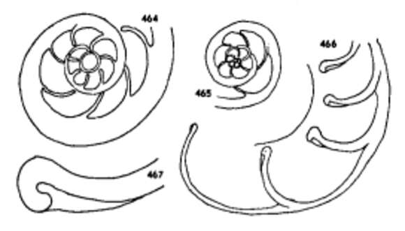 Image of Neoeponides antillarum (d'Orbigny 1839)