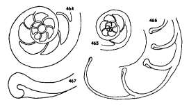 Image of Neoeponides antillarum (d'Orbigny 1839)