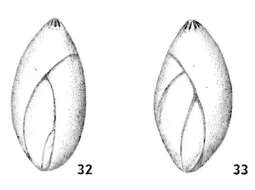 Image of Polymorphinidae