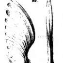 Image of <i>Cristellaria caelata</i> Schwager 1866